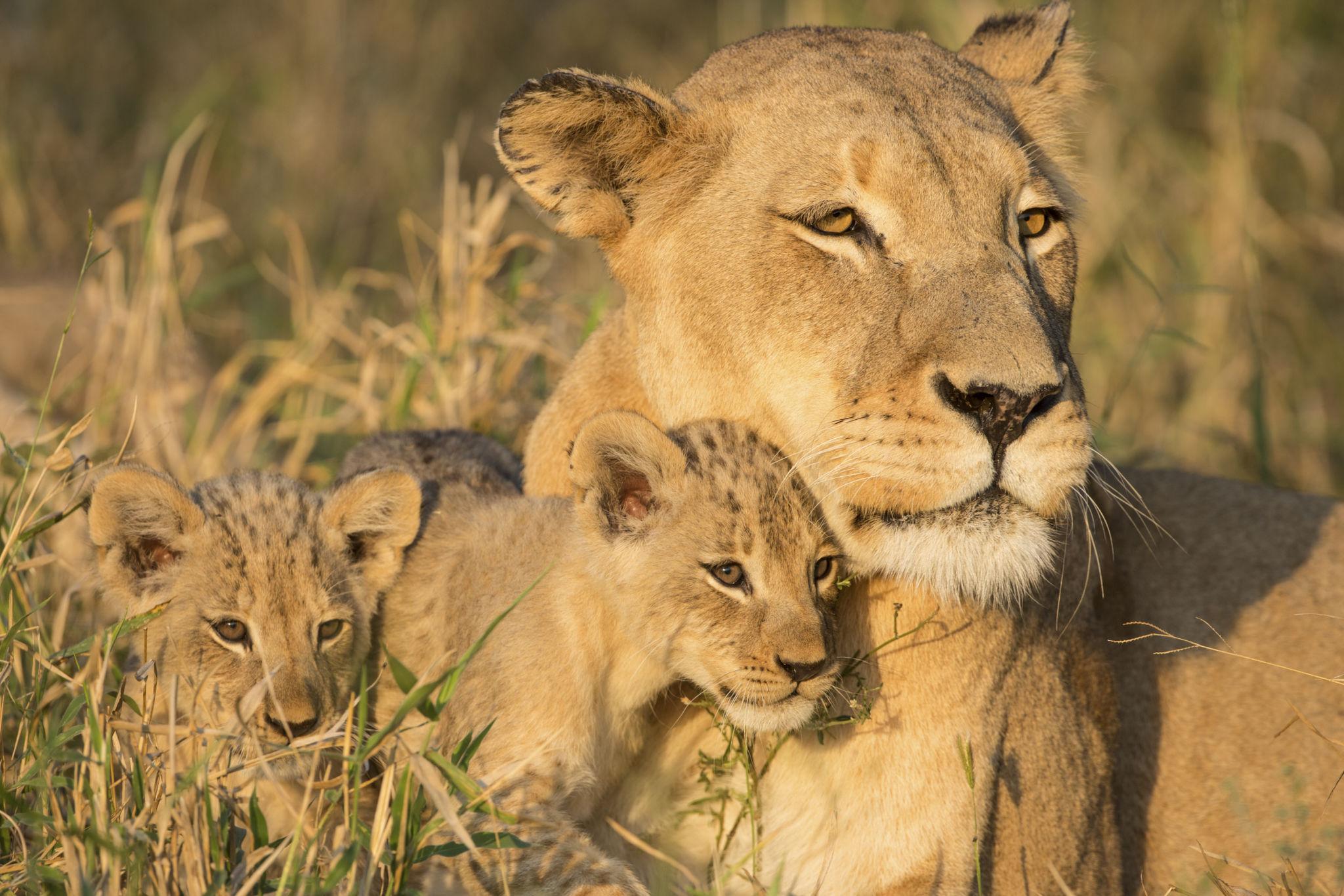My First South Africa and Botswana Safari Changed How I Plan Safaris Today