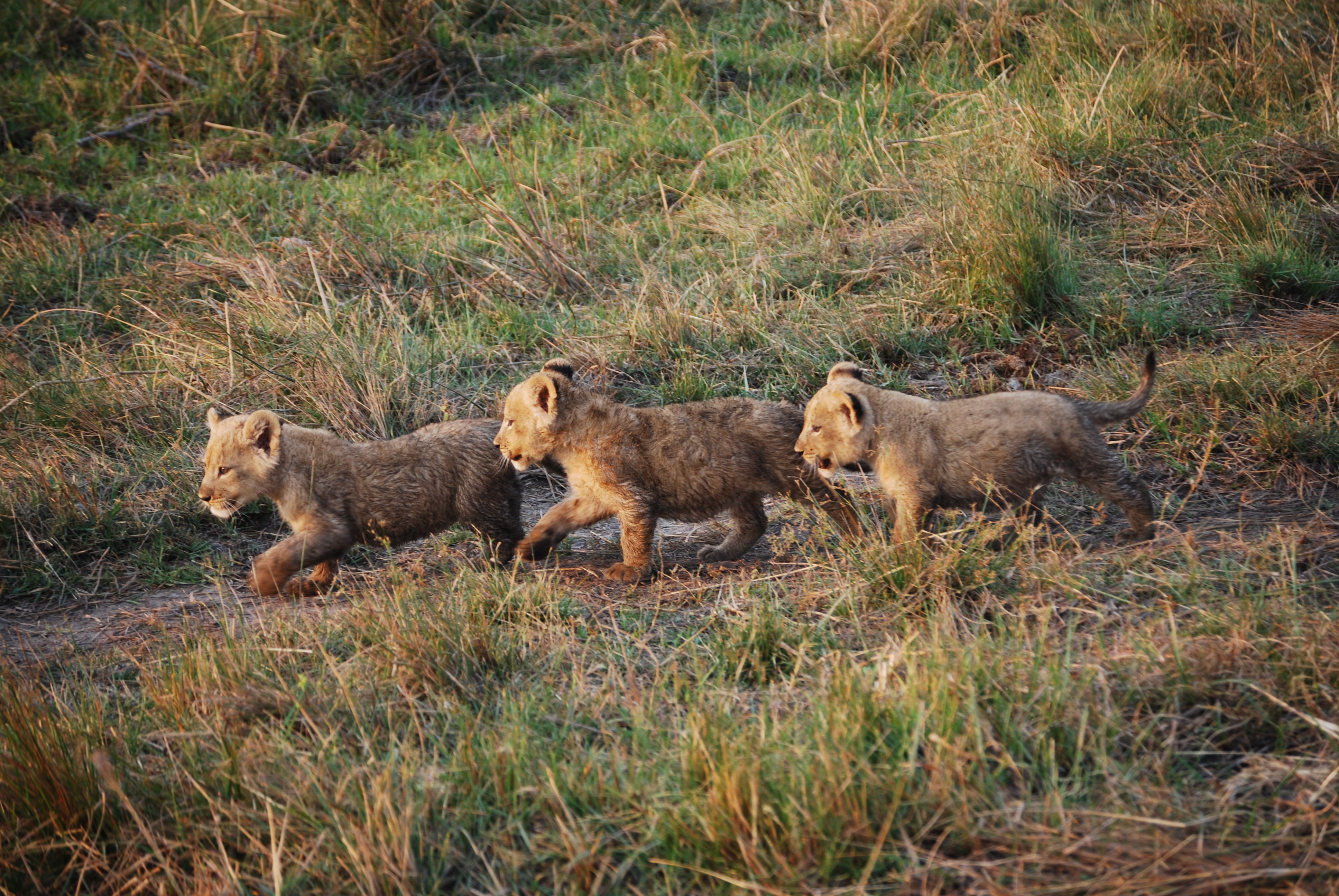 Wildlife, Landscape or Culture? How to Plan the Right African Safari for You