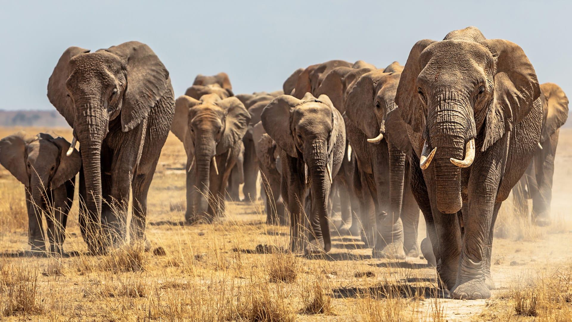 Your First Safari: What to Prepare Yourself For