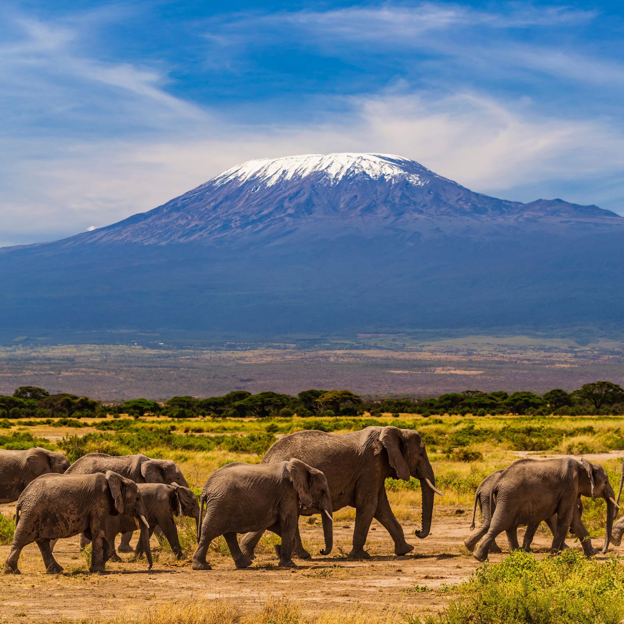 Is South Africa the Best Choice for Your First Safari?